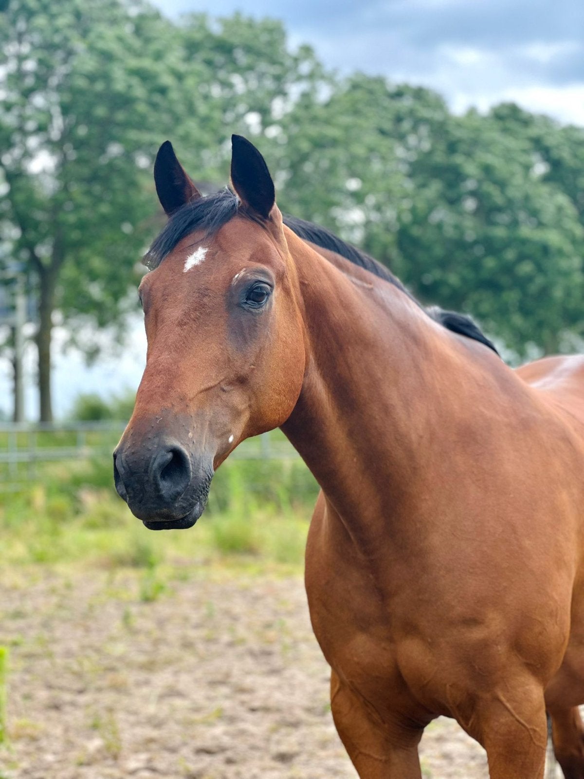 Verzorgster / bijrijdster gezocht – Nederhorst den Berg, Dieren en Toebehoren
