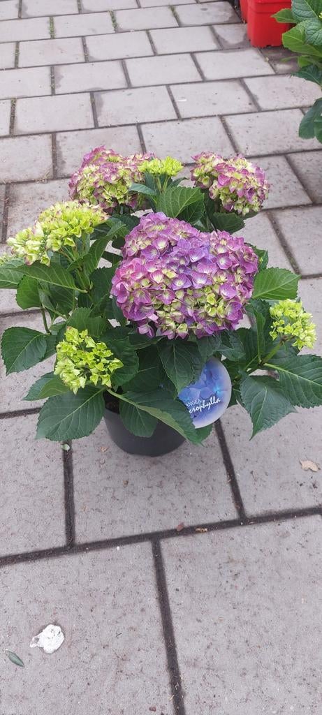 Boeren hortensia's diverse kleuren, Tuin en Terras, Planten | Tuinplanten, Ophalen of Verzenden, Overige soorten, Halfschaduw