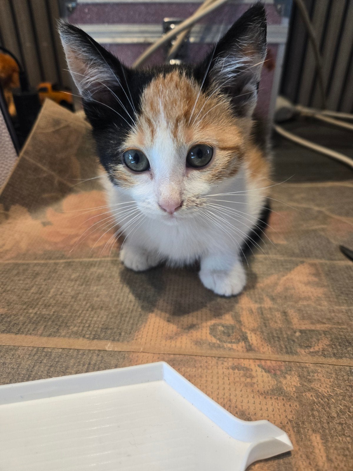 laaste kitten 22 juli geboren mag naar haar forever home, Poes