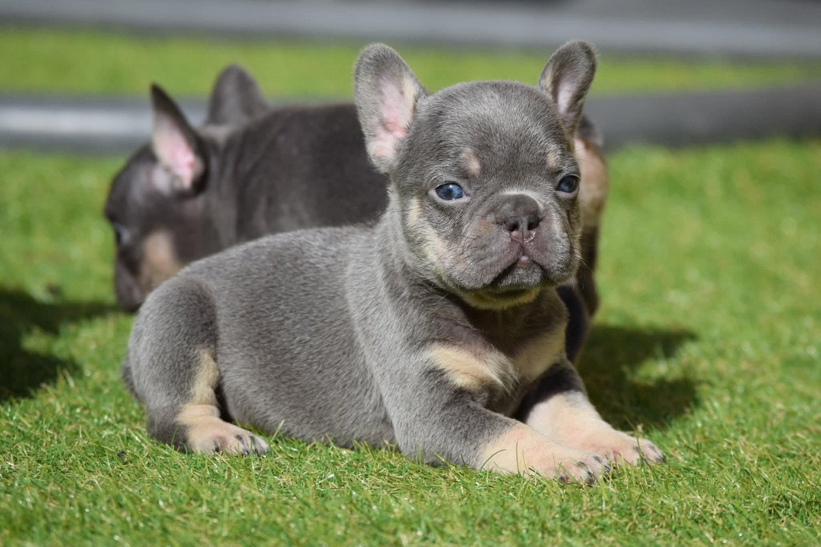 ️ ❤️franse bulldog pups, tricolor en op gezondheid gefokt ️, 8 tot 15 weken, Bulldog, Meerdere, Meerdere dieren