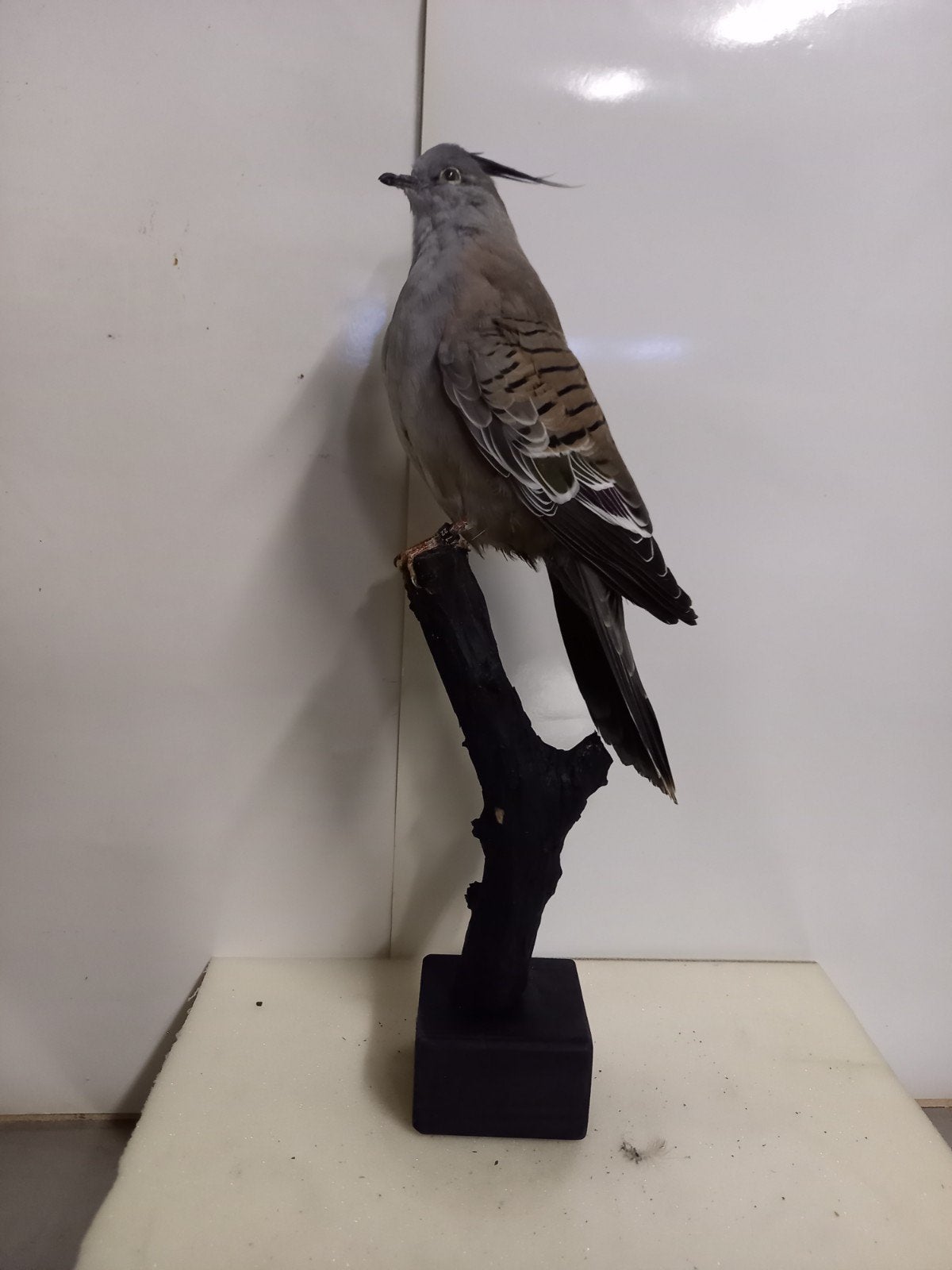 spitskuifduif, Ophalen of Verzenden, Zo goed als nieuw, Vogel, Opgezet dier