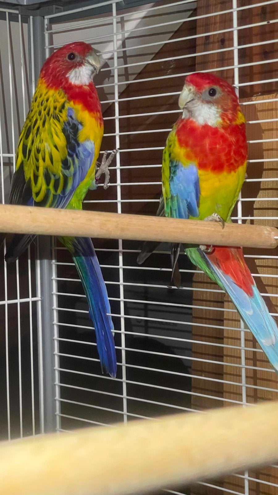 Rosella's + Kooi & Extra's

R, Meerdere dieren, Parkiet, Tam