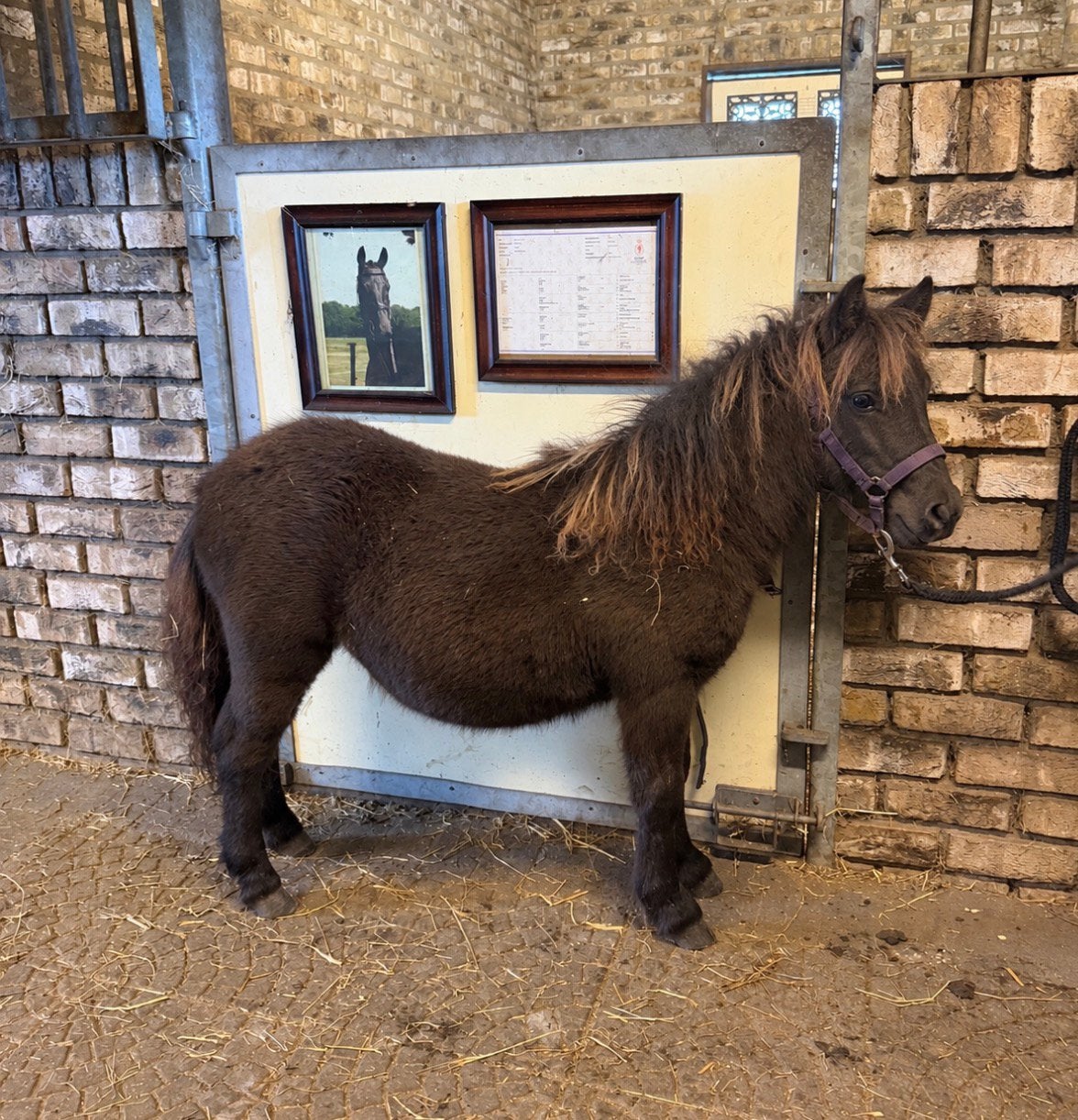 Mooi shetlander hengstje, Niet van toepassing, 0 tot 2 jaar, Hengst, A pony (tot 1.17m)