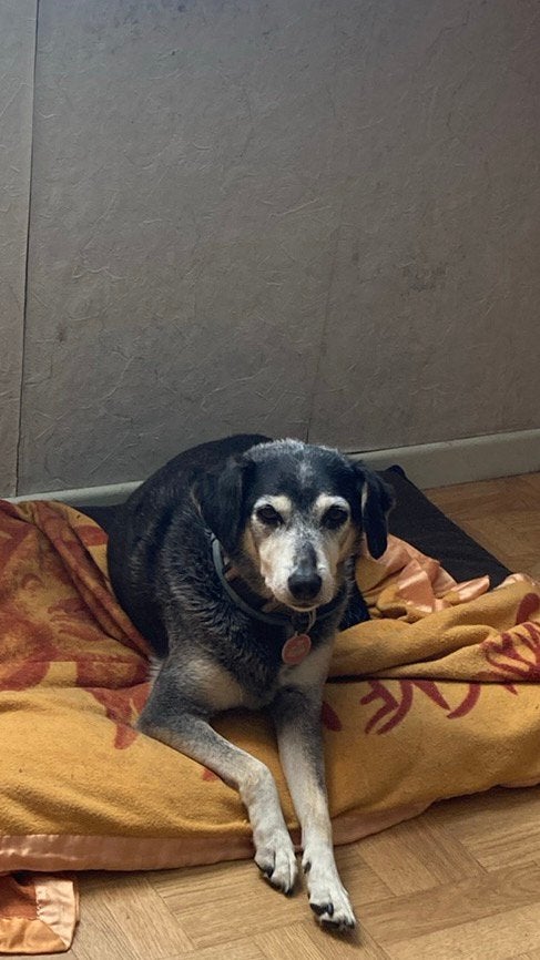 Gezocht: logeeradres voor onze Lola, Dieren en Toebehoren, Honden | Niet-rashonden, 6 jaar of ouder, Particulier, Rabiës (hondsdolheid)