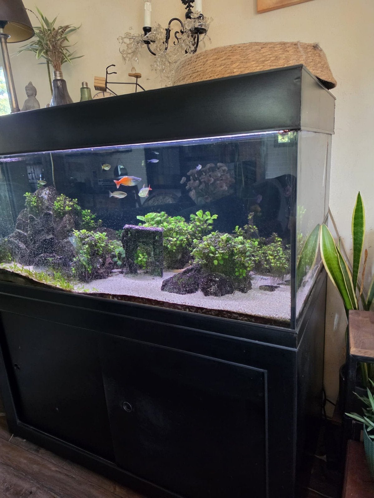 Groot aquarium 135 cm met kast, verlichting & verwarming, Dieren en Toebehoren, Ophalen of Verzenden, Verwarming, Gebruikt, Leeg aquarium