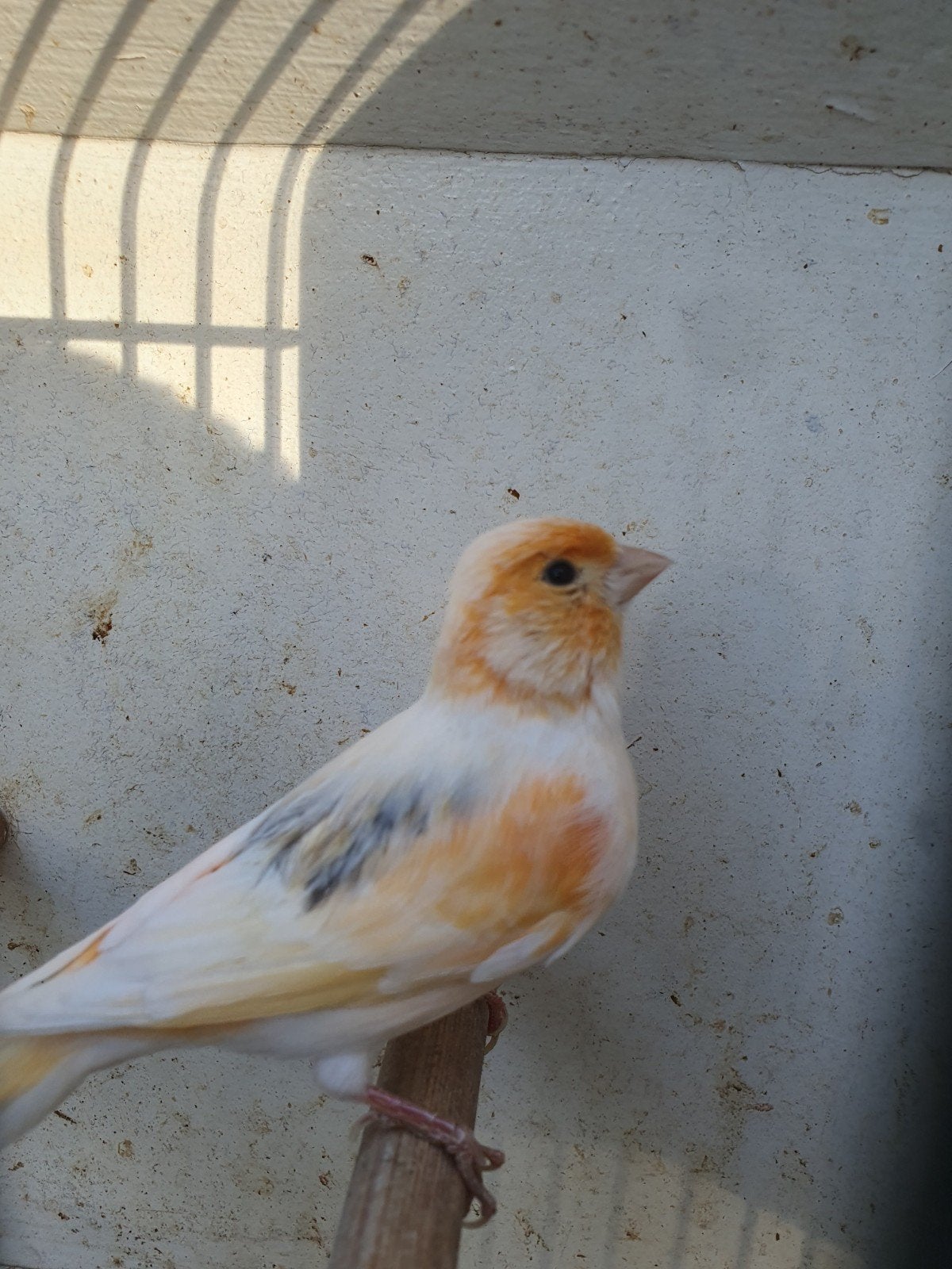 mozaiek kanarie, Dieren en Toebehoren, Mannelijk, Kleurkanarie