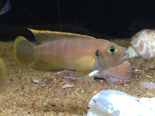 Koppel Neolamprologus Brevis. Slakkenhuiscichlide., Dieren en Toebehoren, Vissen | Aquariumvissen, Vis