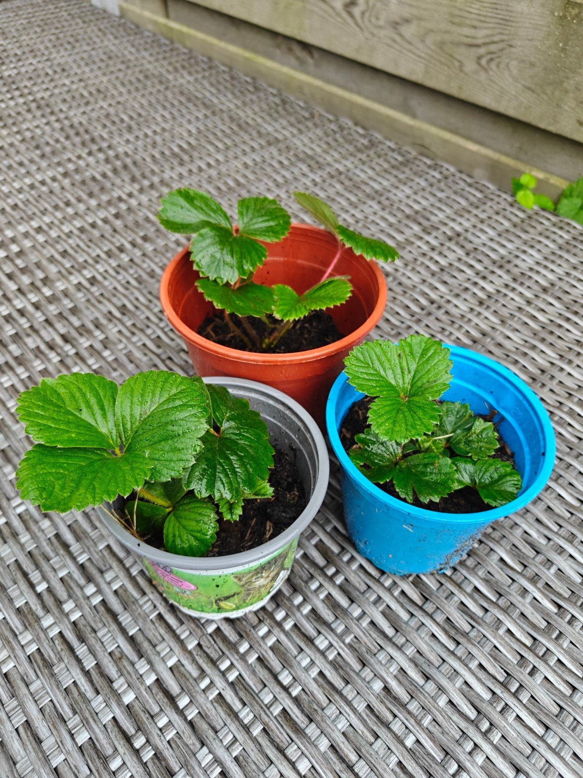 witte aarbei stekjes / pineberry stekjes / ananas aarbei, Ophalen, Volle zon, Vaste plant, Fruitplanten