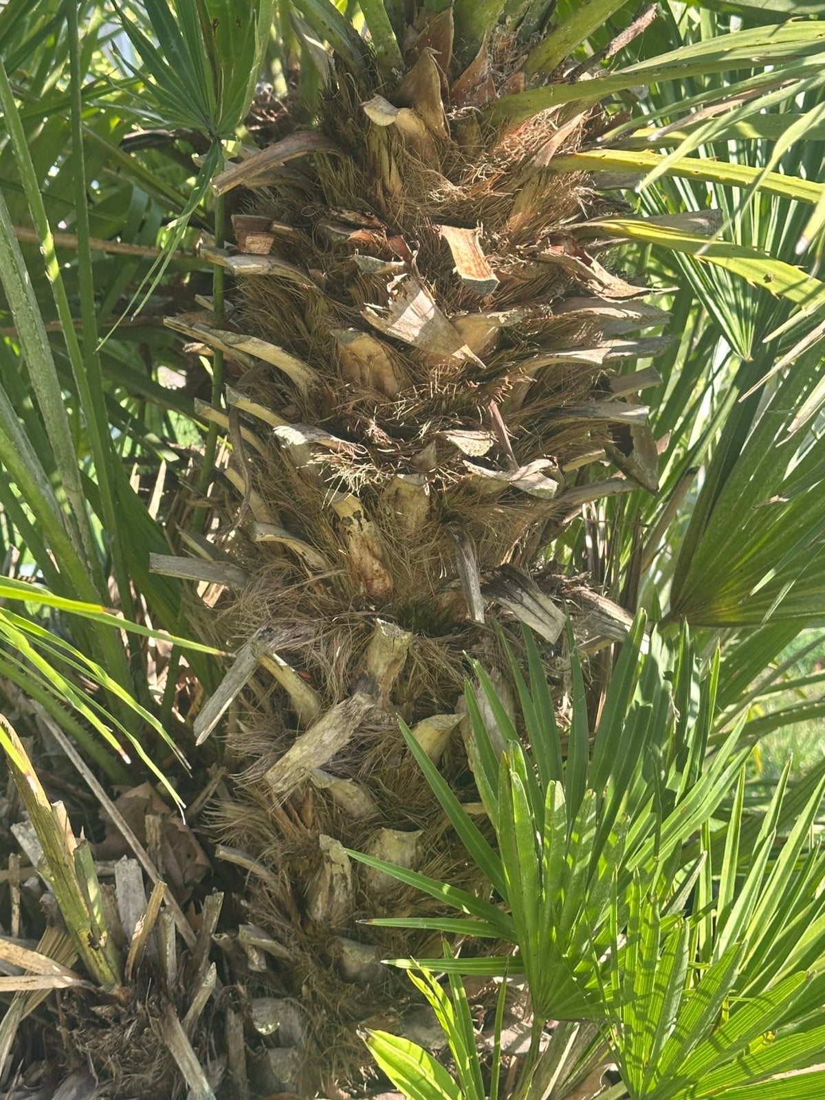 Foto 4 van Volle Chamaerops VULCANO palm - 1.80m hoog, 3 stammen