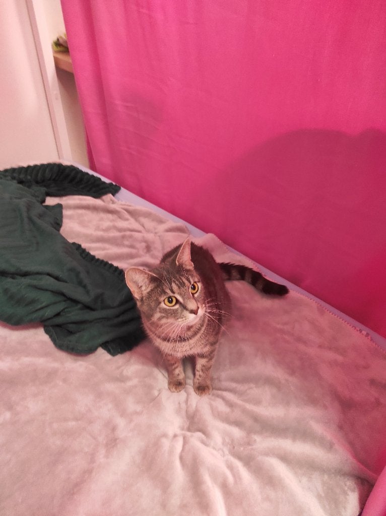Cat, Dieren en Toebehoren, Katten en Kittens | Raskatten | Korthaar, Poes, 0 tot 2 jaar