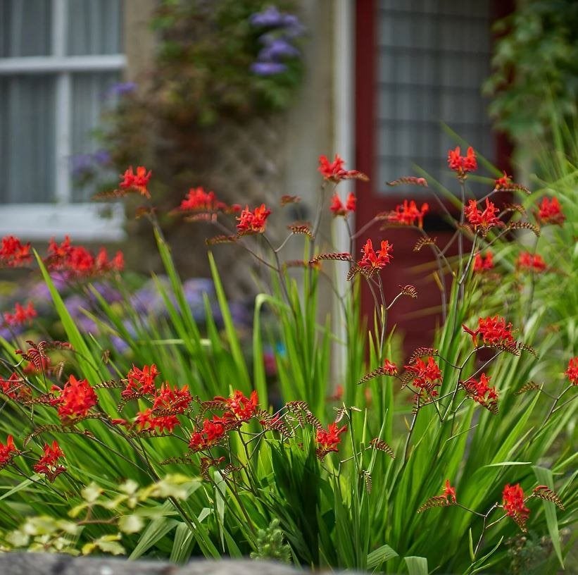 Crocosmia 'Lucifer' zaden zaad zaadjes. Montbretia 0,35 euro, Ophalen of Verzenden, Voorjaar, Halfschaduw, Zaad