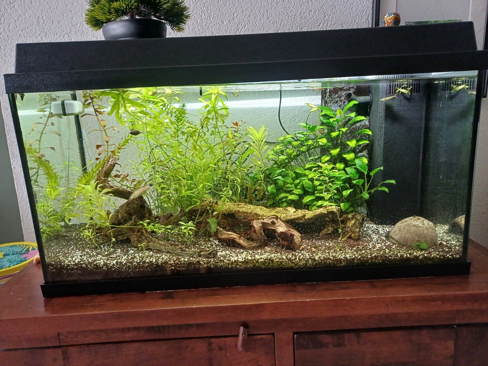 Juwel aquarium 80cm, Ophalen