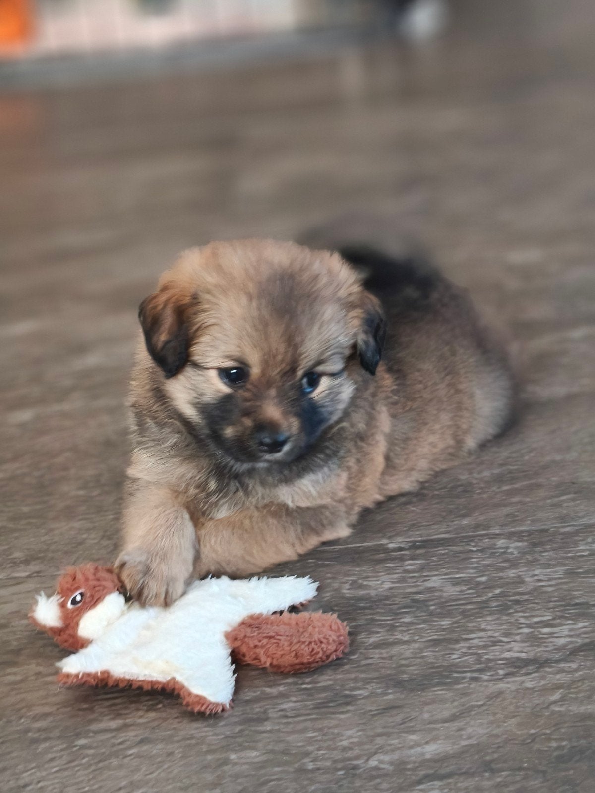 keeshond kruising, 8 tot 15 weken, Meerdere, Meerdere dieren, Nederland