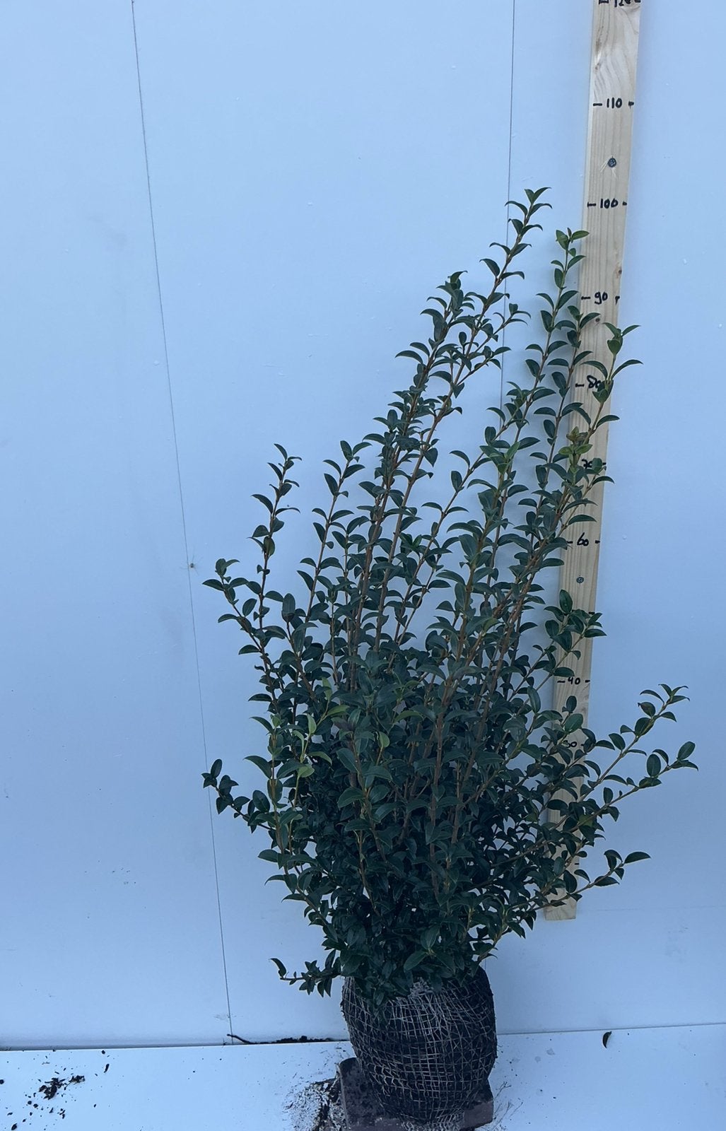 Osmanthus x burkwoodii schijnhulst, Tuin en Terras, Ophalen of Verzenden, Overige soorten, Minder dan 100 cm