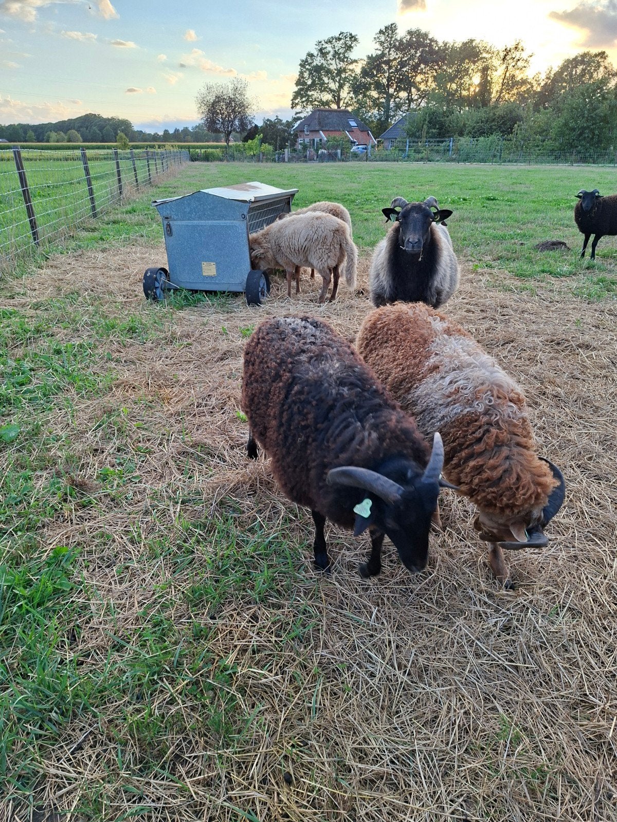 fijne plek gezocht voor onze jonge heideschapen, Dieren en Toebehoren, Schapen, Geiten en Varkens, Mannelijk, Schaap