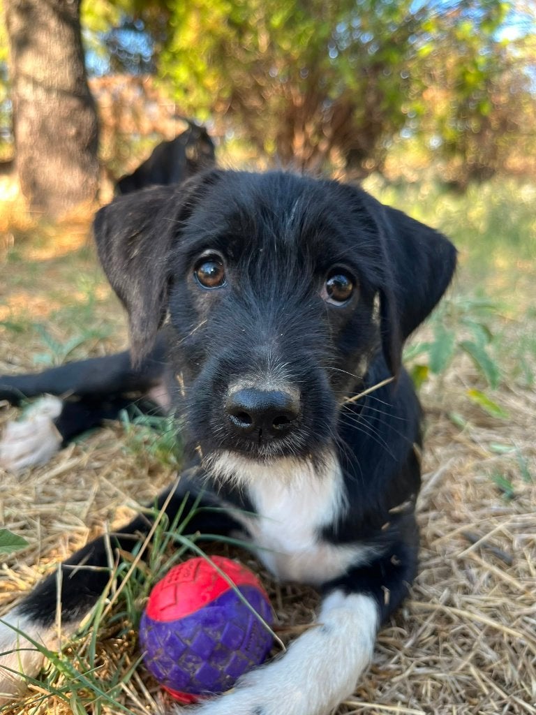 Phoebe – Een zacht karakter vol liefde, Dieren en Toebehoren, Honden | Niet-rashonden, Particulier, 8 tot 15 weken, Buitenland