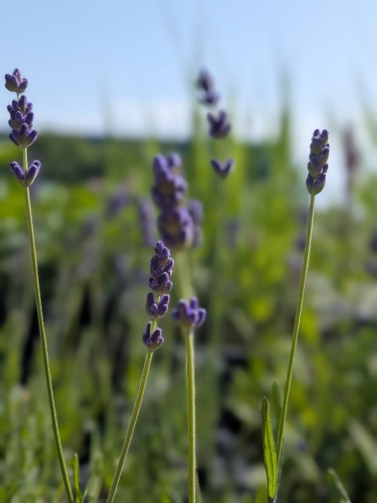 Lavendel hidcote p9, Volle zon, Vaste plant, Zomer, Ophalen
