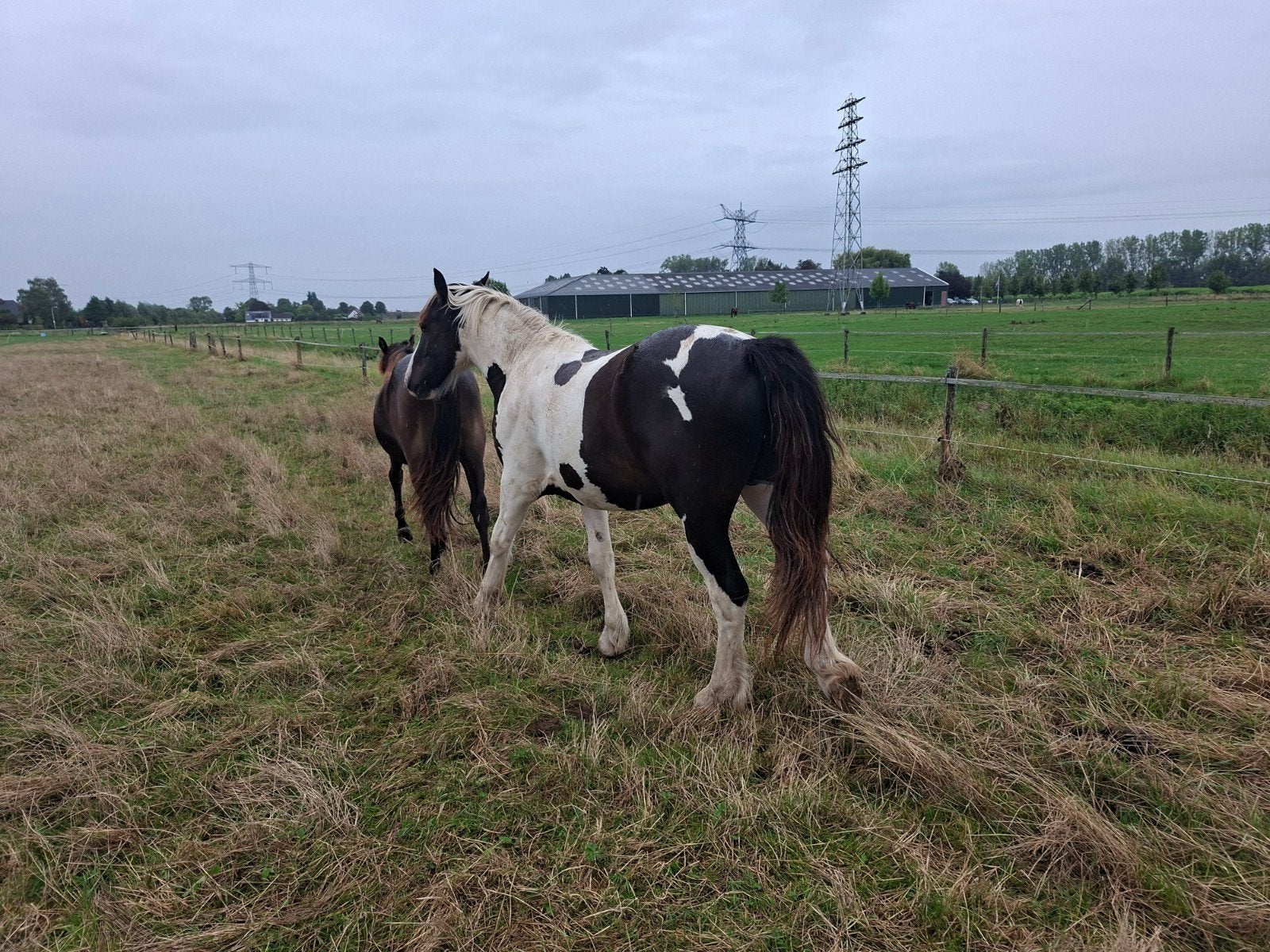 veulens te koop, Gechipt, Niet van toepassing, 0 tot 2 jaar, Hengst
