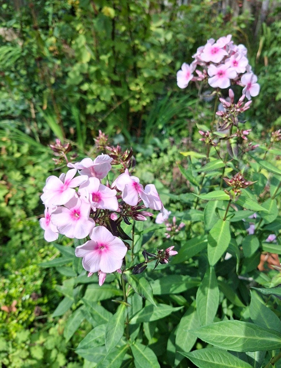 Phlox paniculata, vlambloem, Tuin en Terras, Ophalen of Verzenden, Overige soorten, Volle zon