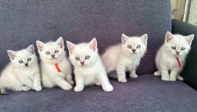 Prachtige Britse kittens, Meerdere dieren, Ontwormd, 0 tot 2 jaar
