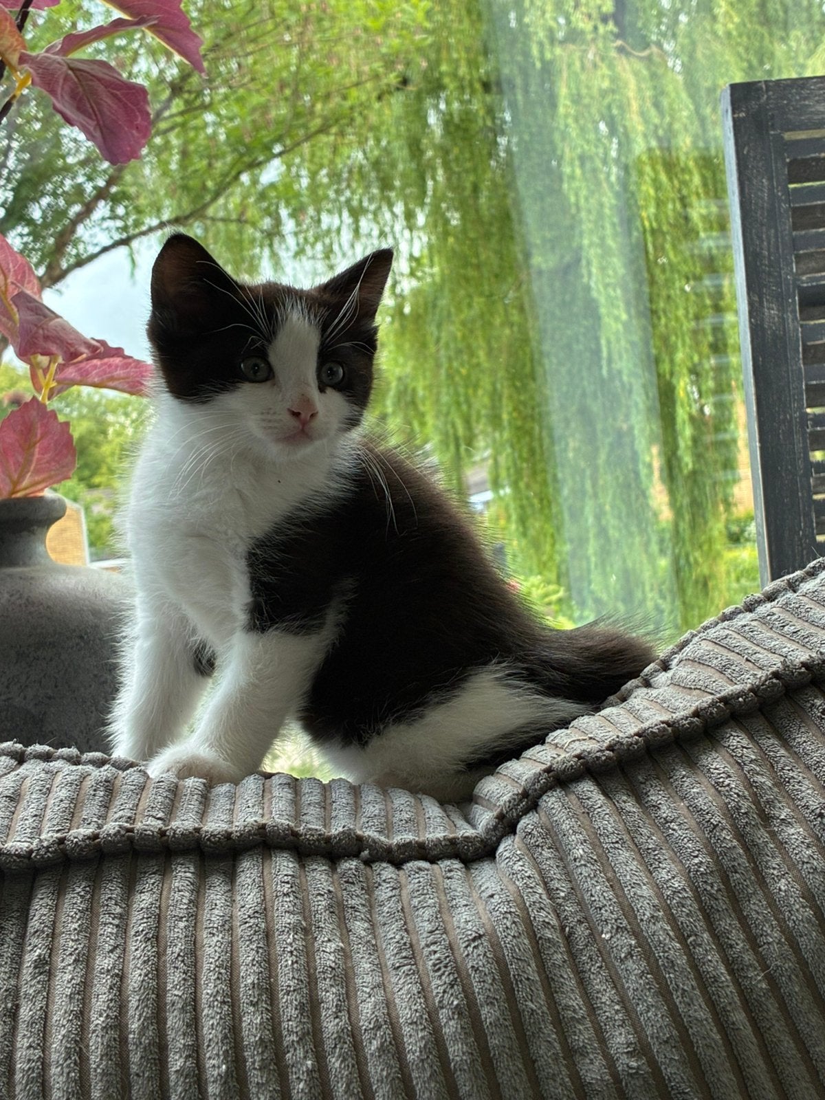 Katertje ragdoll X europese korthaar, Dieren en Toebehoren, Kater, Langharig, 0 tot 2 jaar