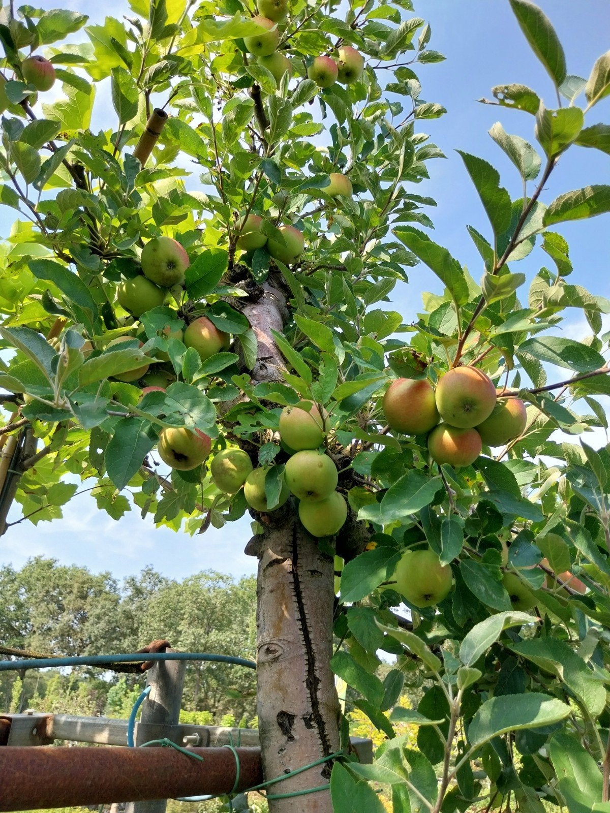 Oude Elstar Appelboom - Direct Vruchten!, Ophalen, Lente, Volle zon, In pot