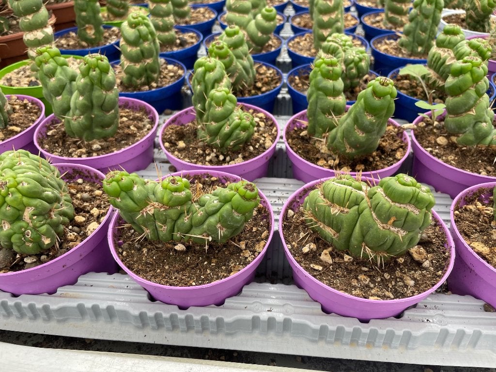 Cactus Eulychnia Castanea cv. Varispiralis.potmaat 10,5cm, Ophalen of Verzenden, Minder dan 100 cm, Bloeiende kamerplant, Volle zon