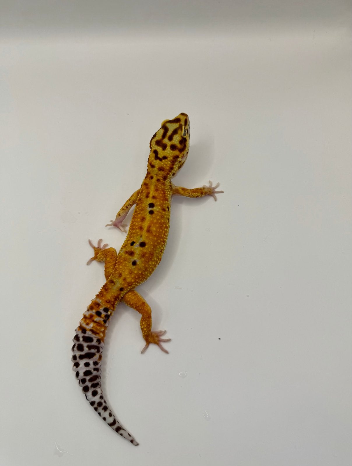 Luipaardgekko W&Y Tangerine vrouwtje UITVERKOOP, Dieren en Toebehoren