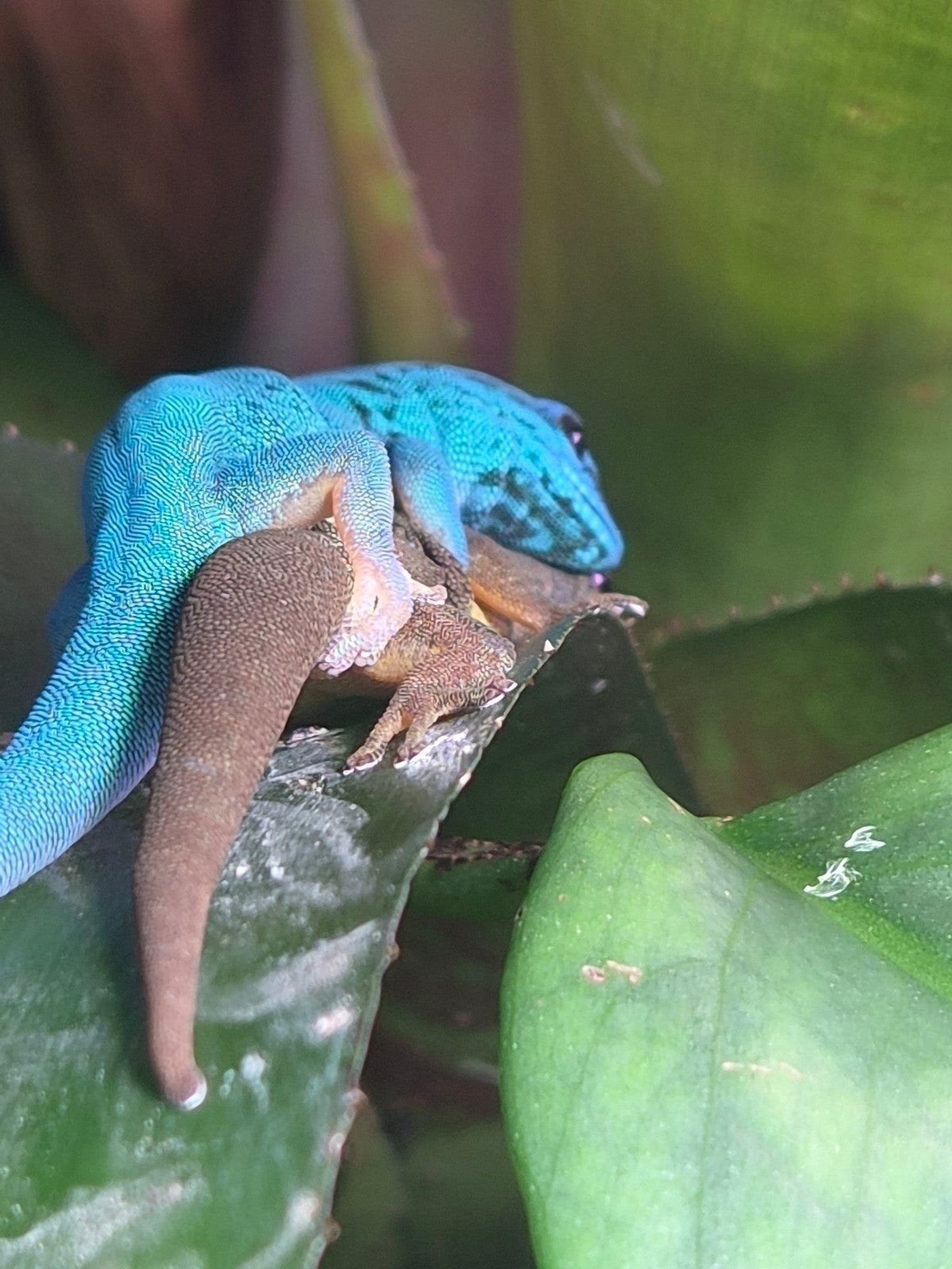 Nakweek lygodactylus williamsi, Dieren en Toebehoren, Reptielen en Amfibieën, Hagedis, Tam, 0 tot 2 jaar