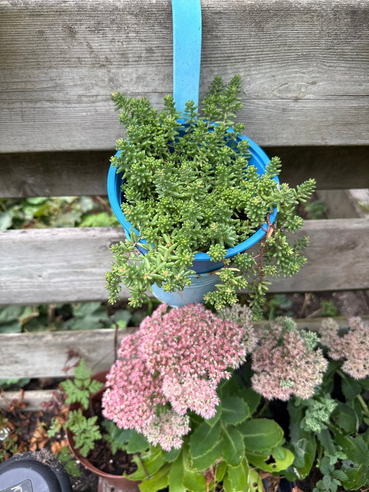 Blauwe hangpot met vetplantje, Kunststof, Gebruikt, Minder dan 30 cm, Balkon