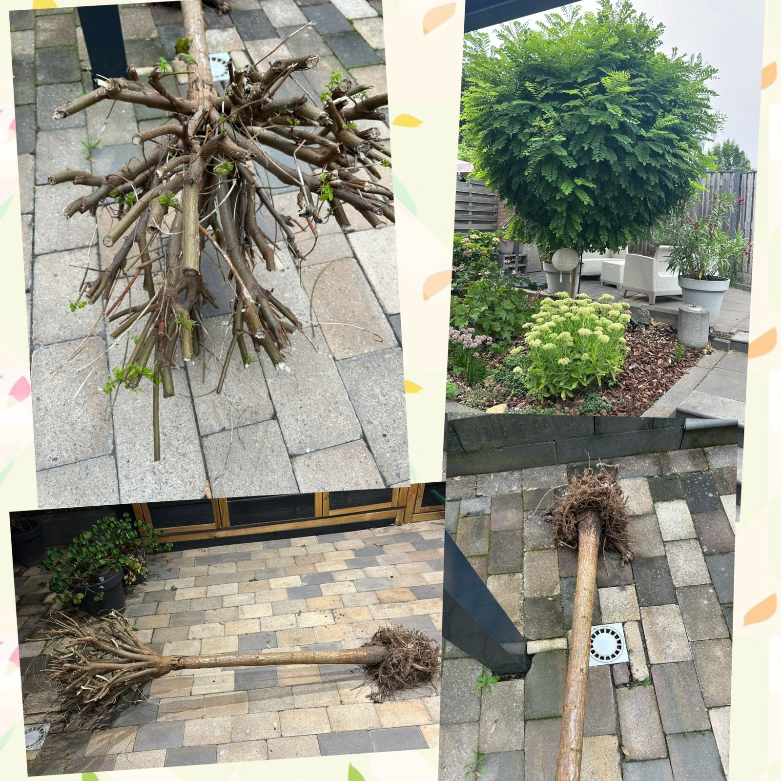 Boom, Ophalen, Volle zon, Overige soorten