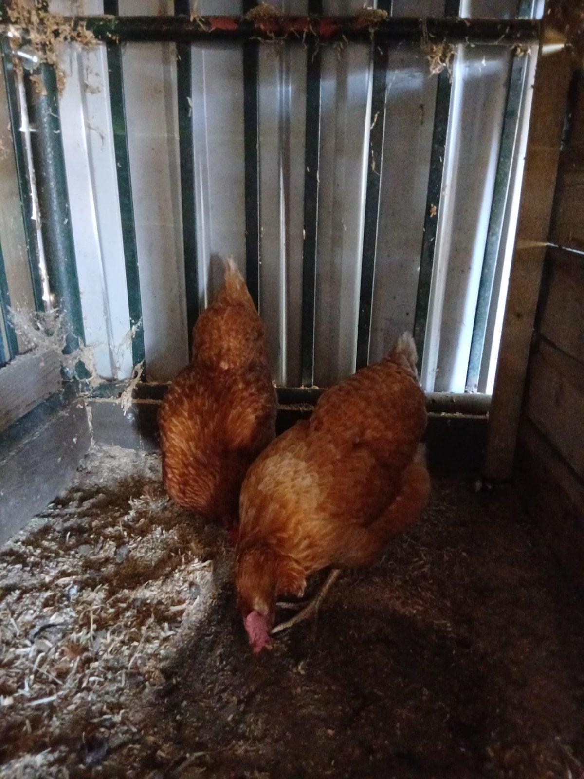 Kippen te koop, Dieren en Toebehoren