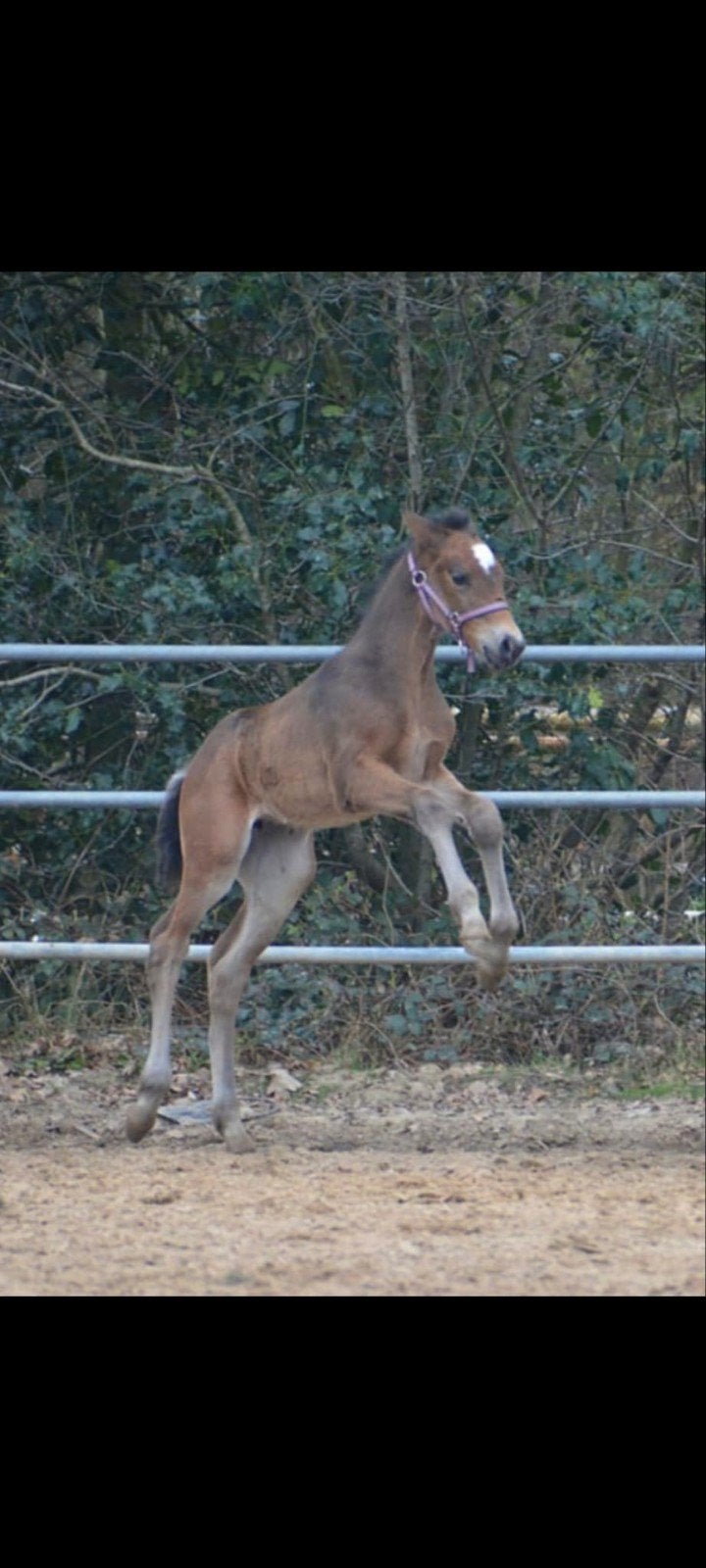 Lieve merrie veulen, Dieren en Toebehoren, Paarden, Merrie, Minder dan 160 cm, Recreatiepaard, Gechipt