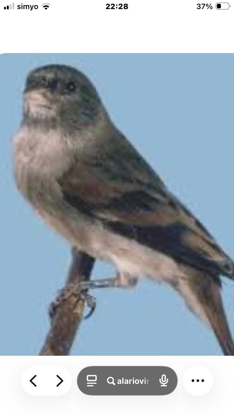 Alariovink, Dieren en Toebehoren, Vogels | Overige Vogels, Meerdere dieren