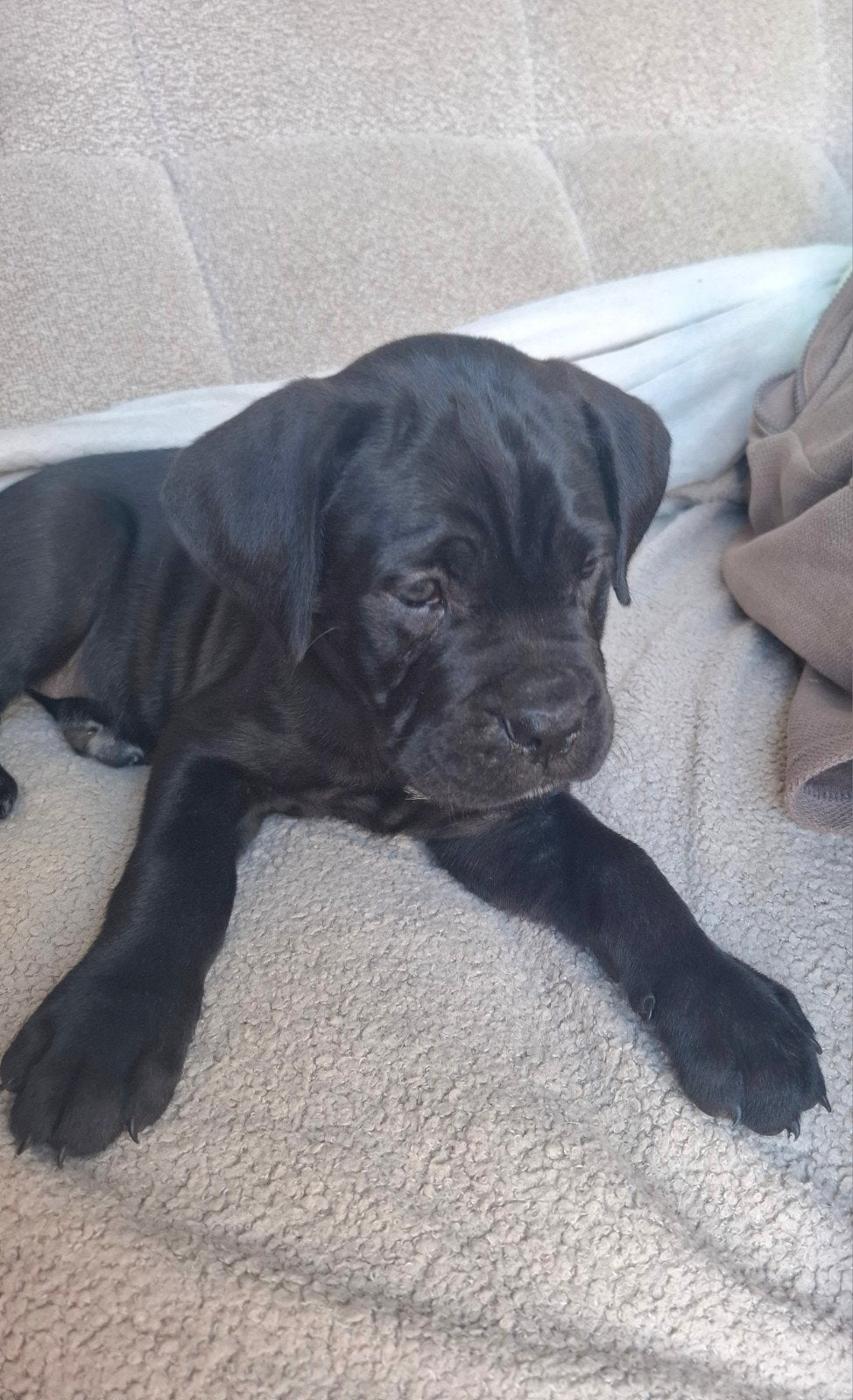Cane Corso's teefje zwart mag nest verlaten!, Dieren en Toebehoren, 8 tot 15 weken, Meerdere, Meerdere dieren, Middel
