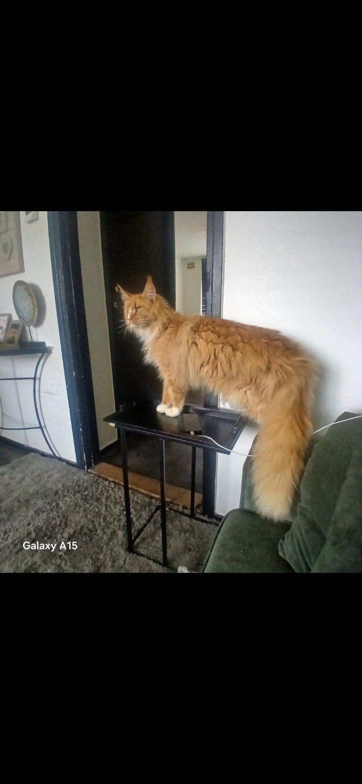 kat, Kater