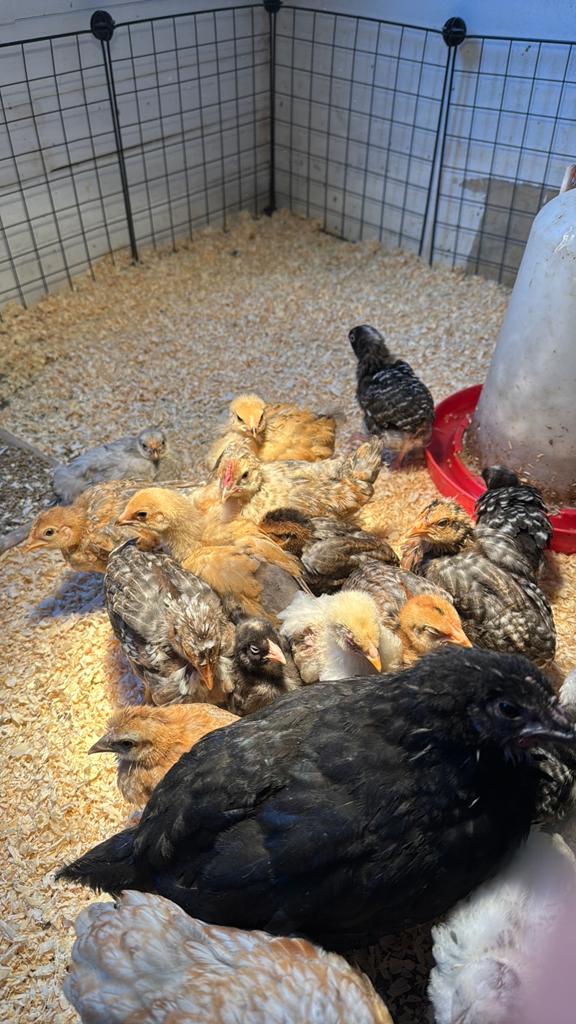 Cream legbar haan kuiken, Dieren en Toebehoren, Mannelijk, Kip