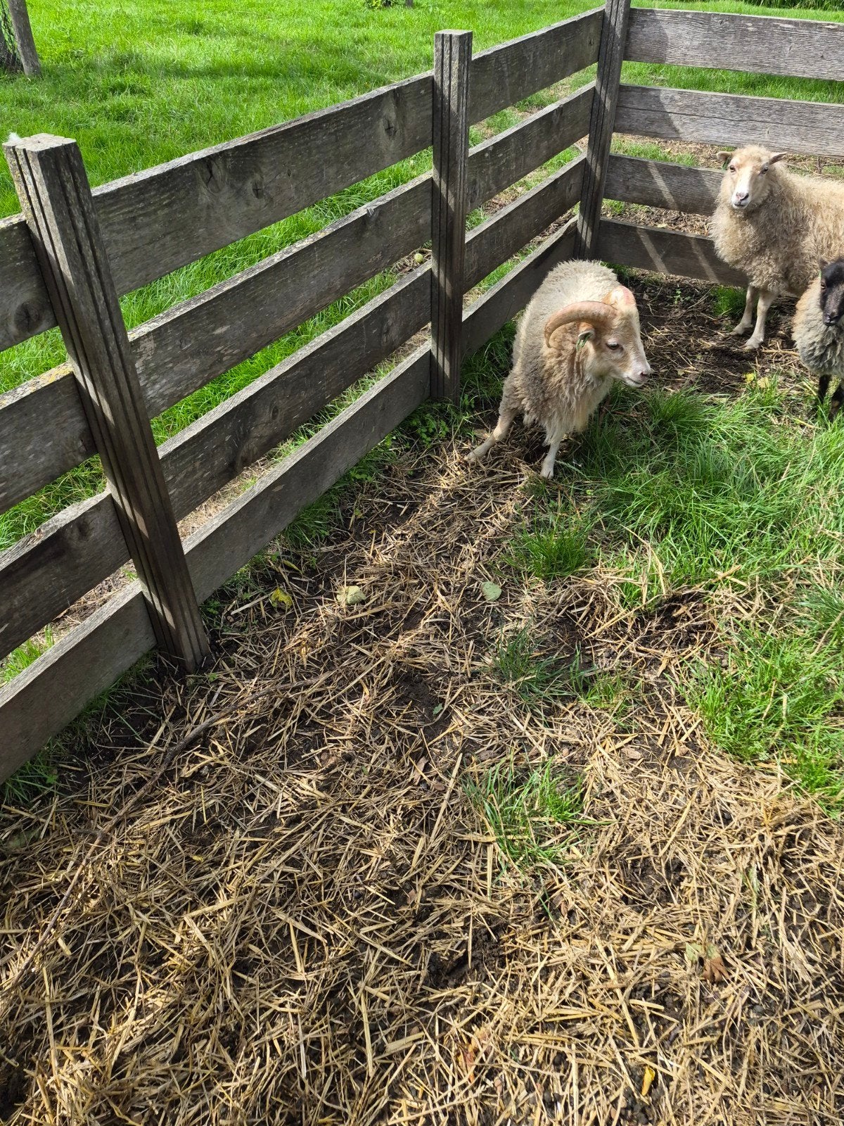 ouessant ram, Dieren en Toebehoren, Mannelijk, Schaap, 0 tot 2 jaar