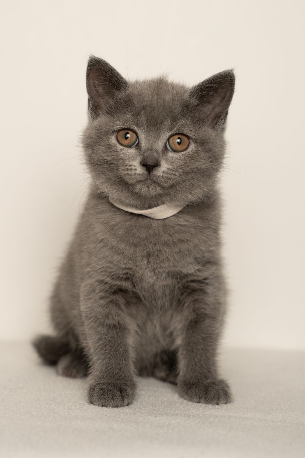 Britse korthaar kitten-kater, mag verhuizen, Poes, Ontwormd, 0 tot 2 jaar