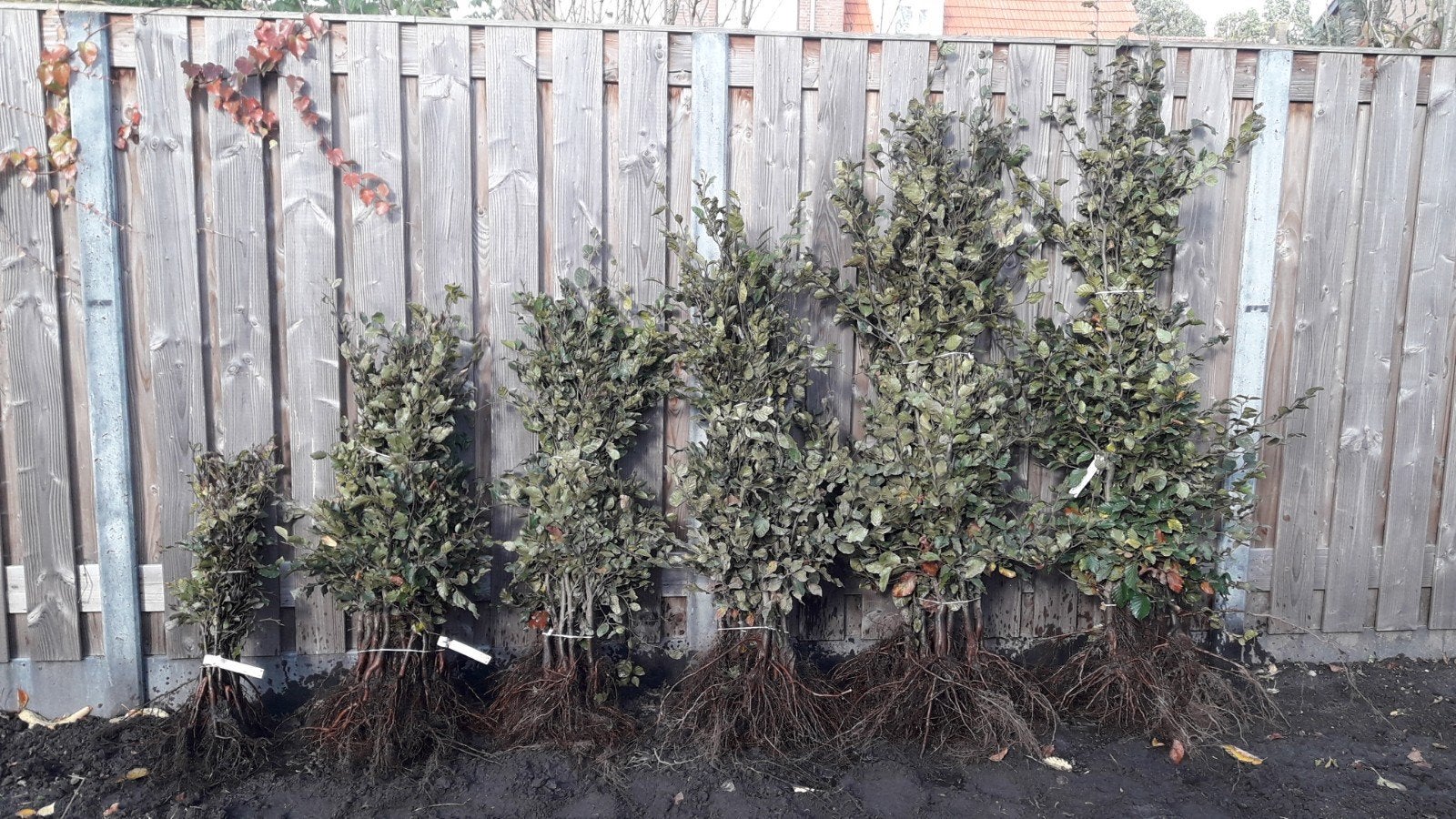 Beukenhaag,  Fagus sylvatica,  reserveer alvast voor najaar!, Ophalen, Beukenhaag, 100 tot 250 cm