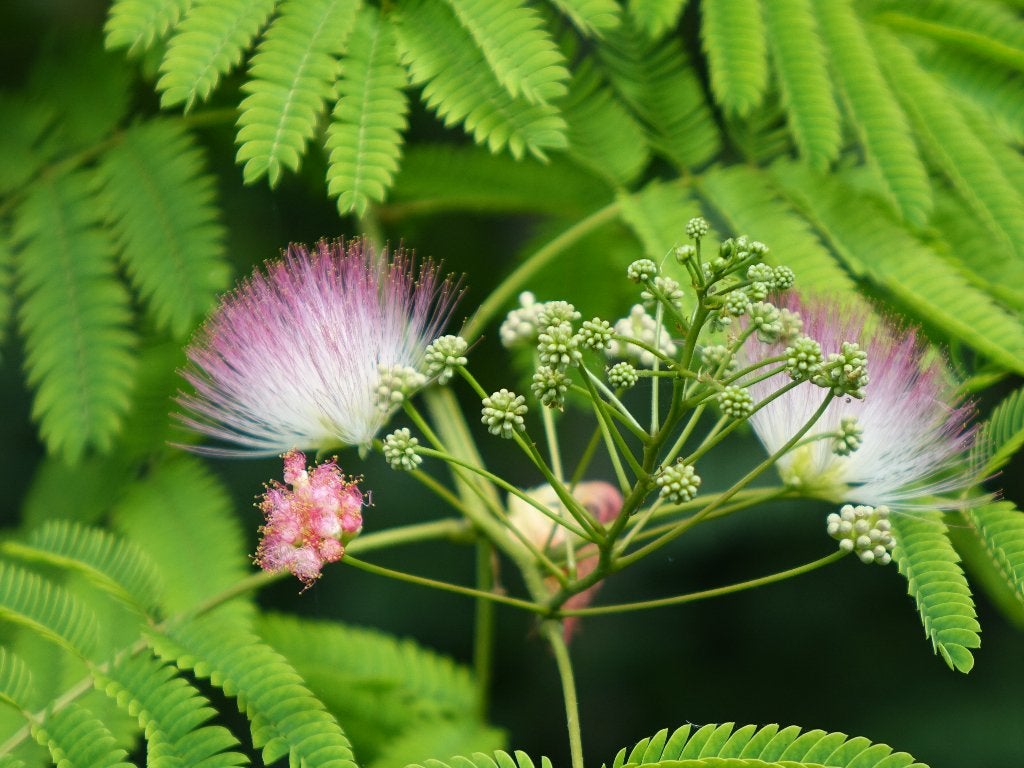Perzische Slaapboom, Tuin en Terras, Planten | Bomen, Overige soorten, Minder dan 100 cm, Halfschaduw, Zomer, In pot, Ophalen