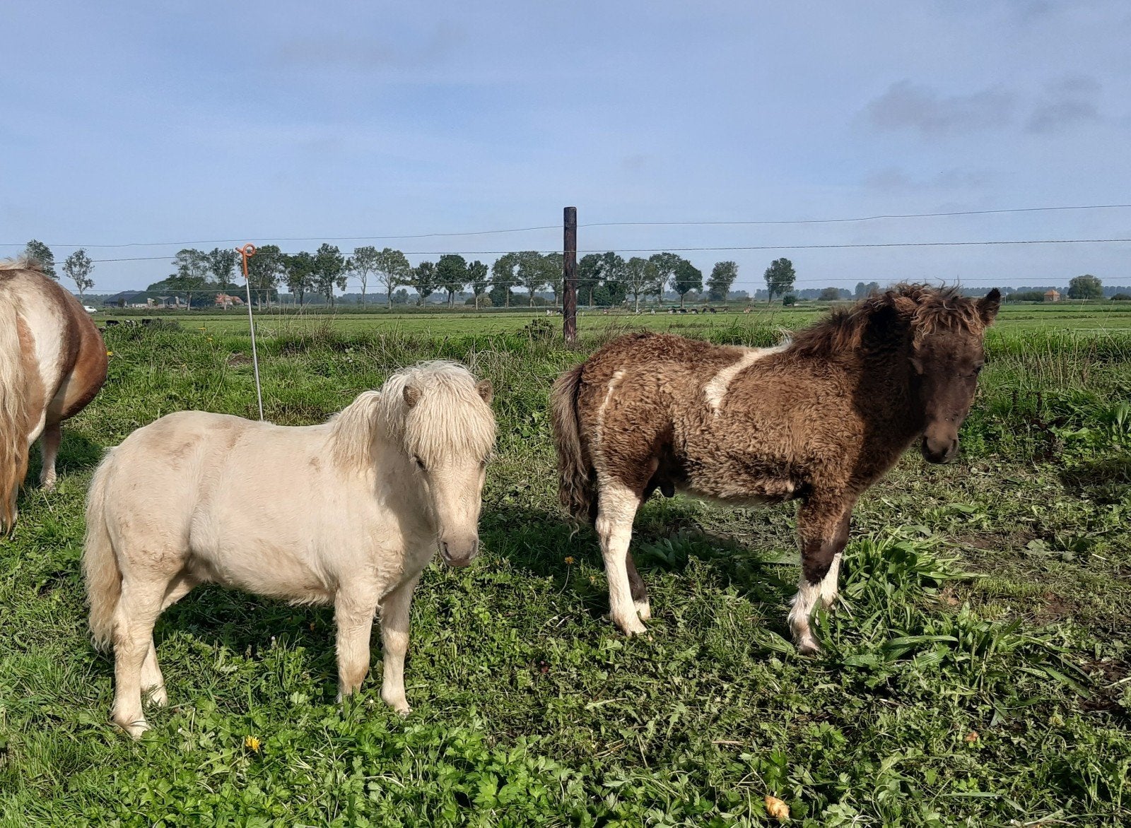 shetlander veulens, Hengst, Niet van toepassing, A pony (tot 1.17m), 0 tot 2 jaar