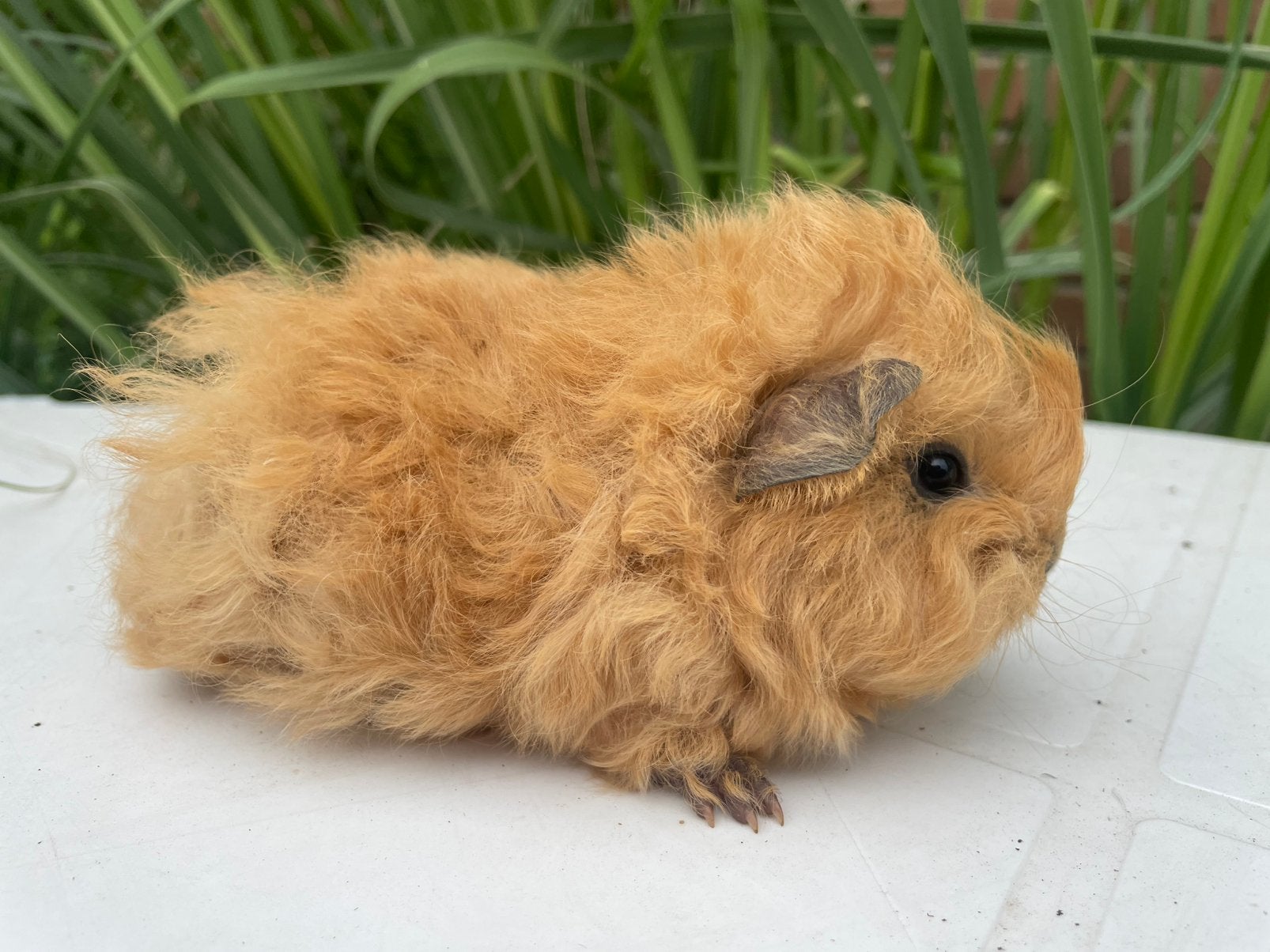 lunkarya cavia, Cavia, Juni, Vrouwelijk, Tam