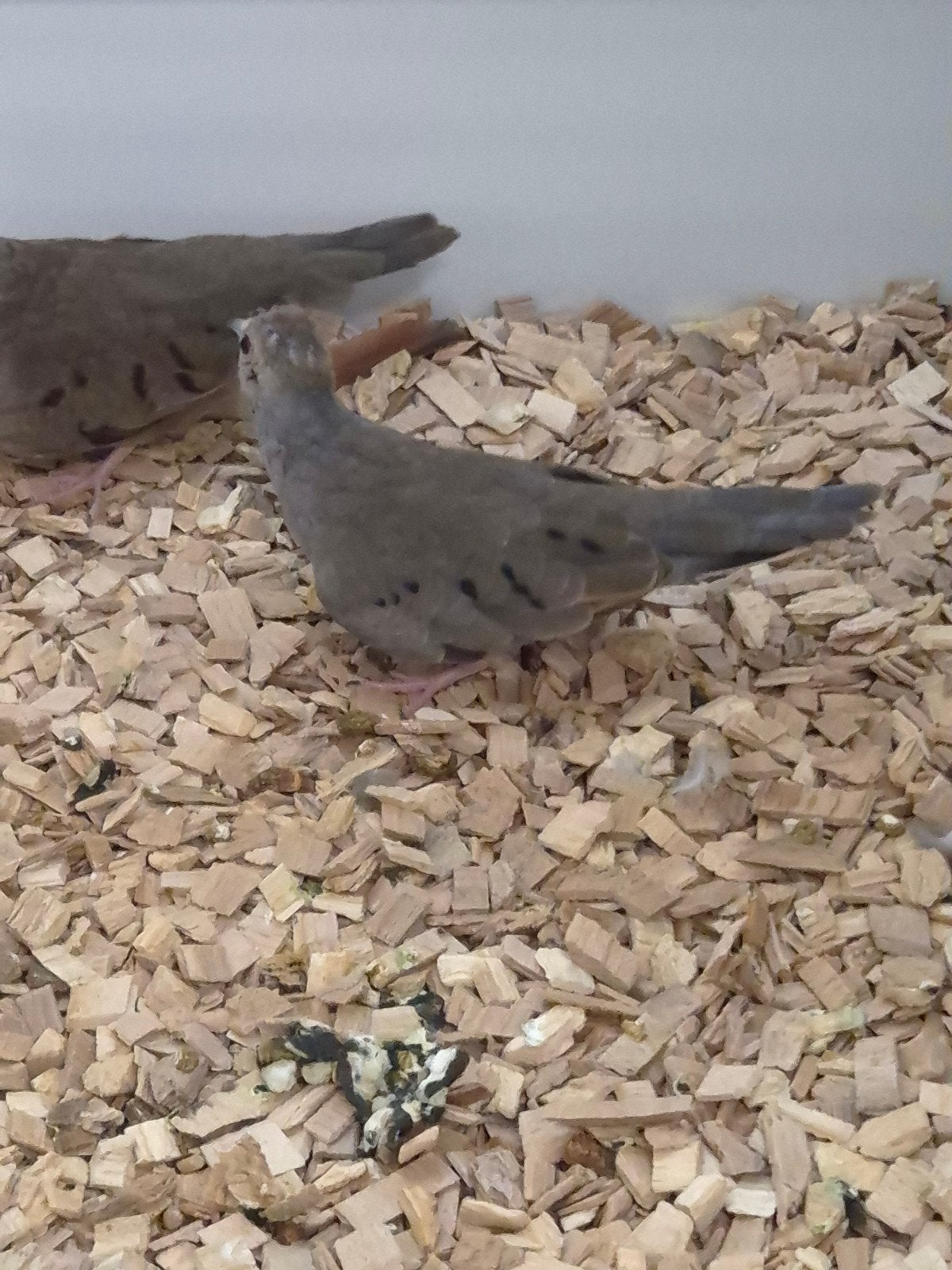 1-0 Dwergduifje, Dieren en Toebehoren, Vogels | Overige Vogels, Mannelijk, Tropenvogel, Geringd