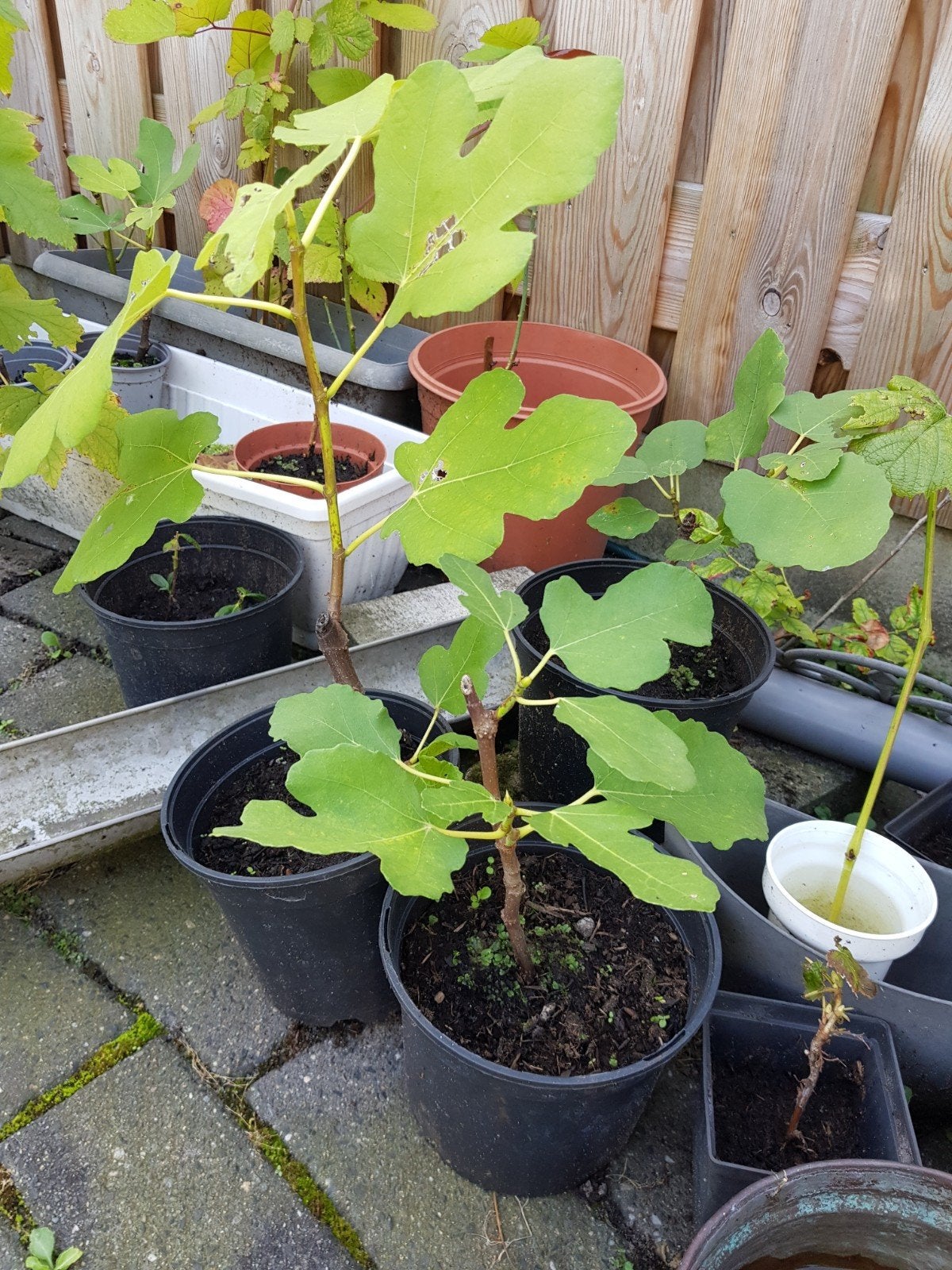 Jonge vijgenplanten brown Turkey - klaar om te planten, Volle zon, Vaste plant, Ophalen of Verzenden, Zomer