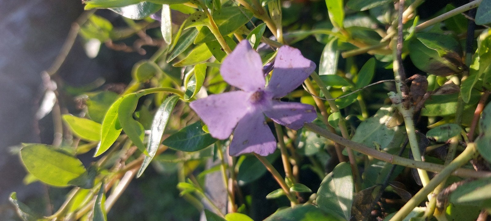 vinca maagdenpalm div kleuren, Tuin en Terras, Ophalen of Verzenden, Overige soorten, Volle zon