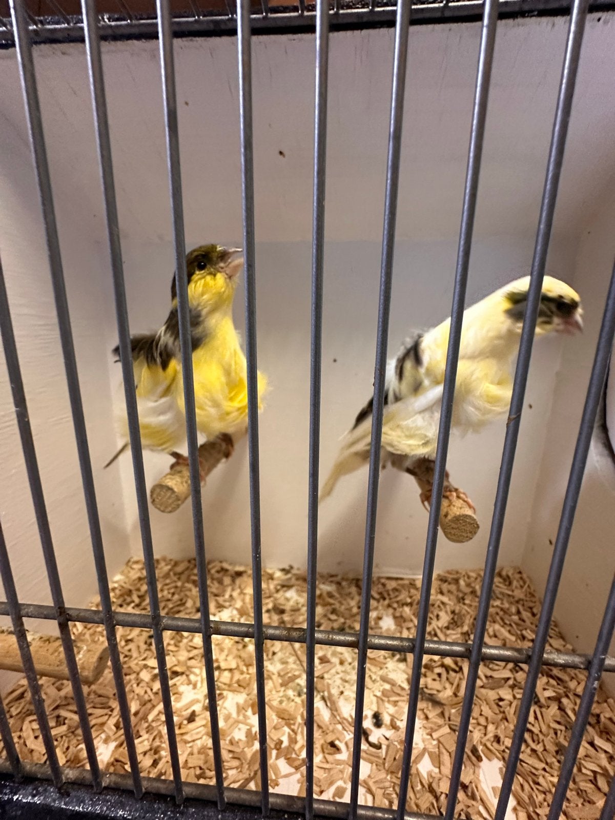 Noord hollandse frise kanarie koppel, Dieren en Toebehoren, Vogels | Kanaries, Meerdere dieren