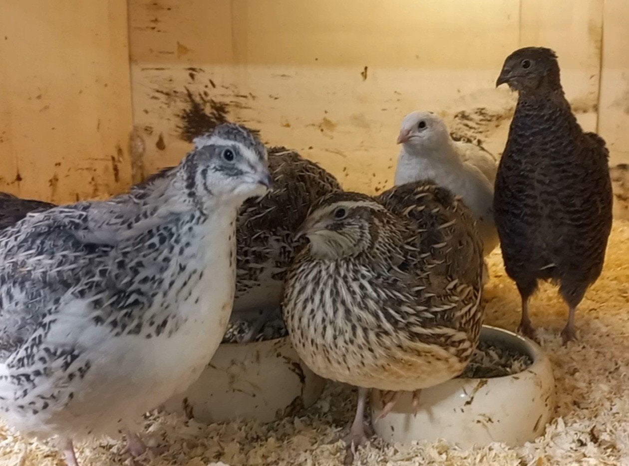 Japanse - Jumbo kwartels, Dieren en Toebehoren, Pluimvee, Meerdere dieren, Overige soorten