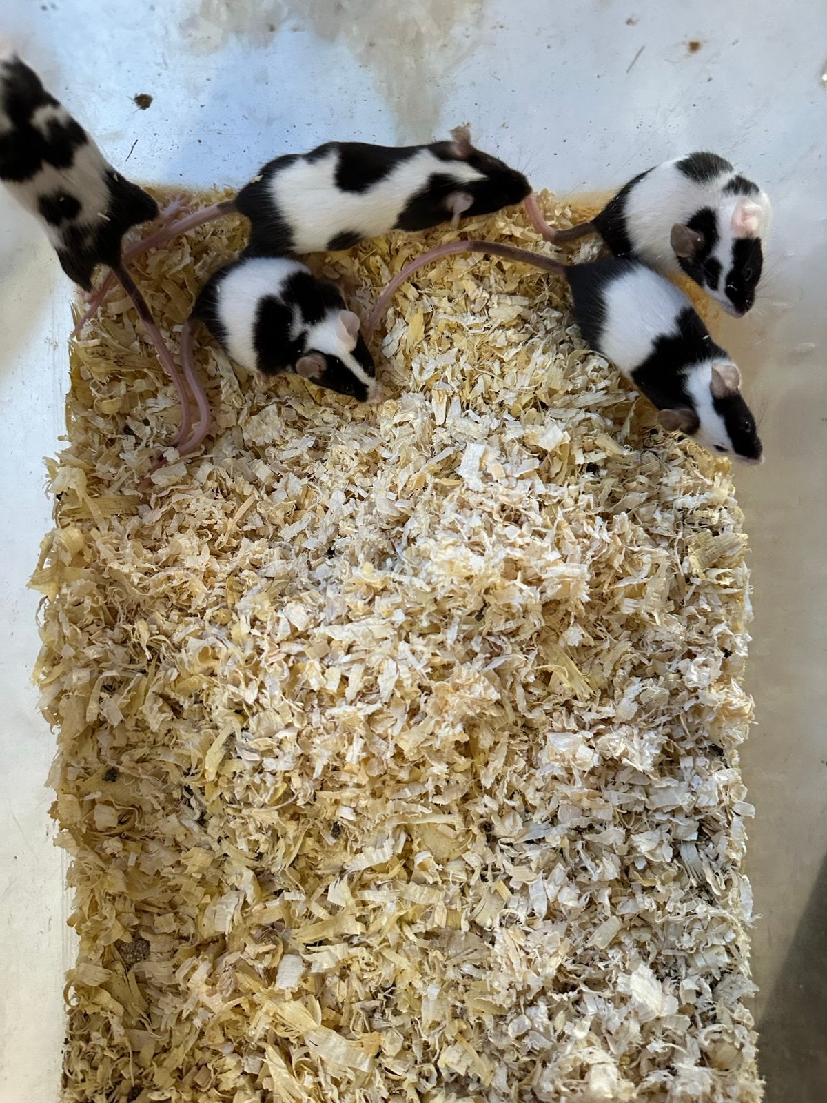 Kleurmuizen voedermuizen, Januari, Meerdere dieren