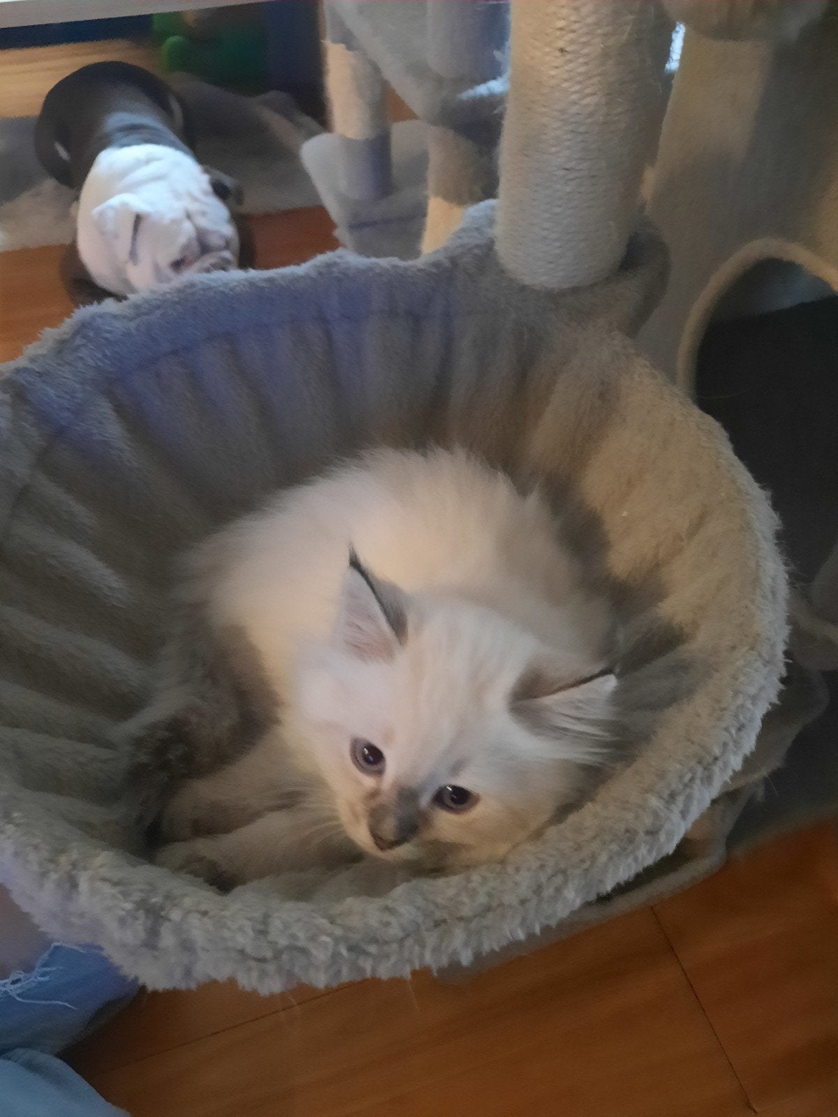 ragdoll kitten mag bijna verhuizen, Kater, Ontwormd